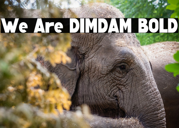 We Are DIMDAM BOLD Example 1