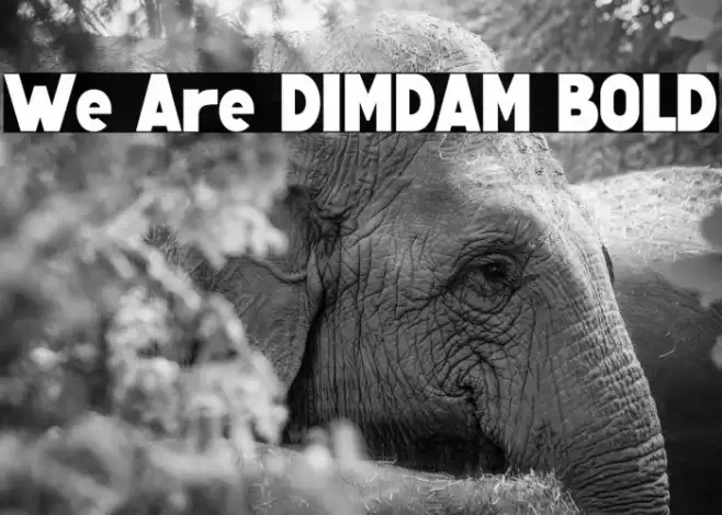 We Are DIMDAM BOLD Font examples