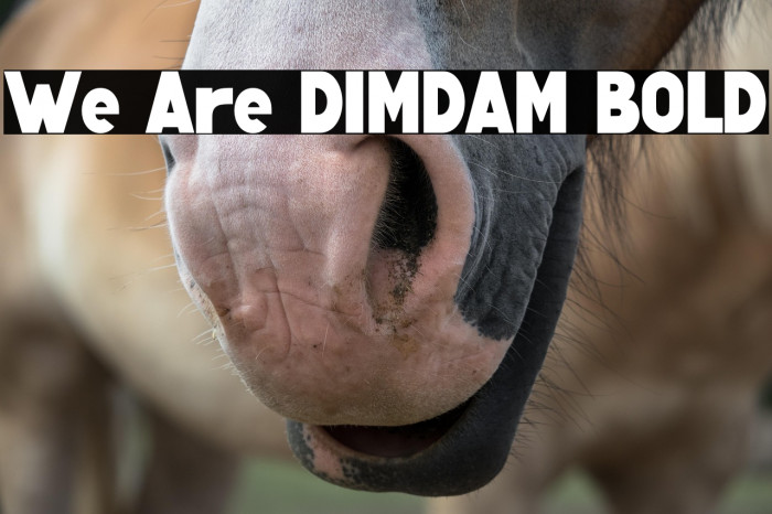 We Are DIMDAM BOLD Example 3