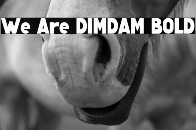 We Are DIMDAM BOLD Font examples