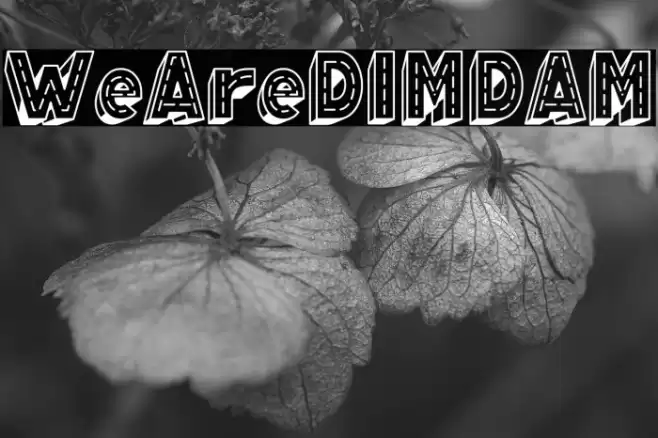 WeAreDIMDAM Schriftart examples
