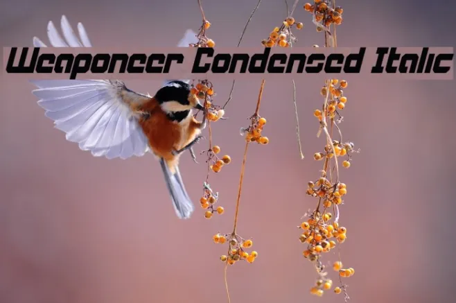 Weaponeer Condensed Italic Example 3