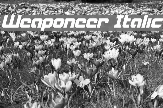 Weaponeer Italic Font examples