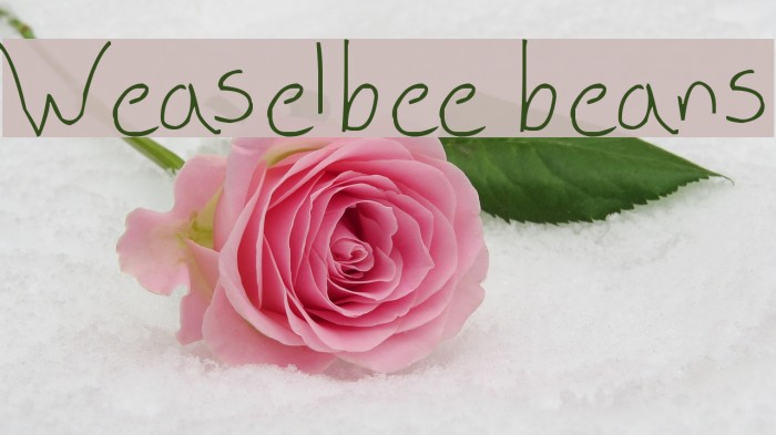 Weaselbee beans फ़ॉन्ट examples