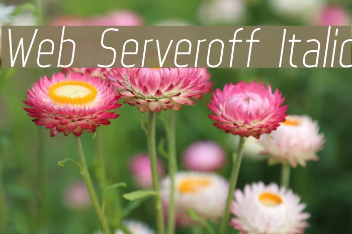 Web Serveroff Italic Font examples
