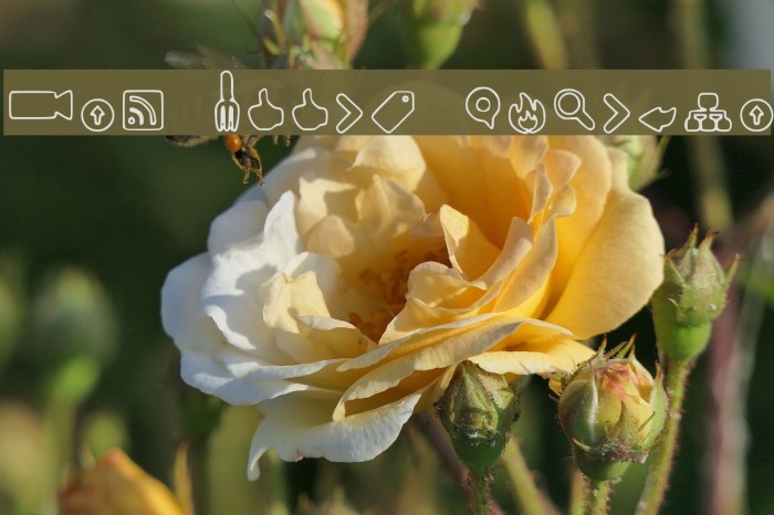 Web Tools Outline Example 1