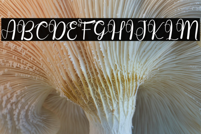 Wedding Holiday Example 2