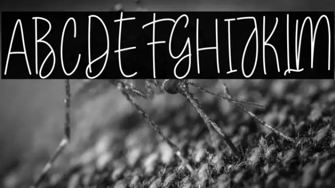 Wedding Package Fonte examples