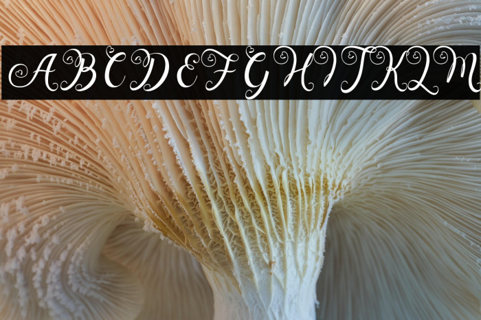 Wedding Paradise Example 2