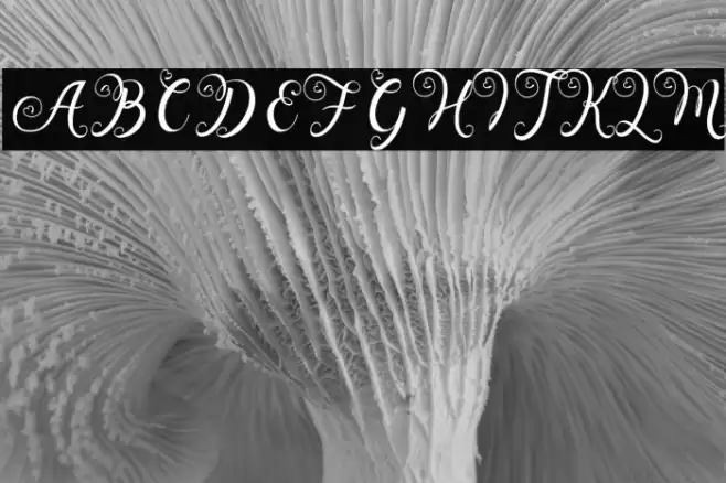 Wedding Paradise Font examples