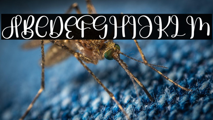 Wedding Vintage Example 1