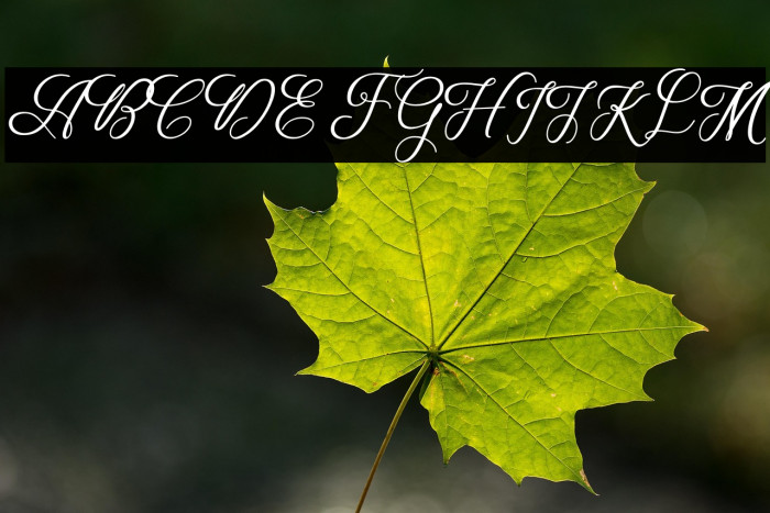 WeddingScript Example 2