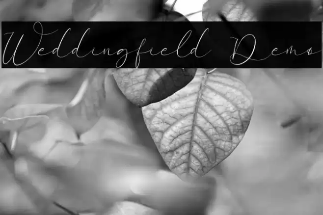 Weddingfield Demo Caratteri examples