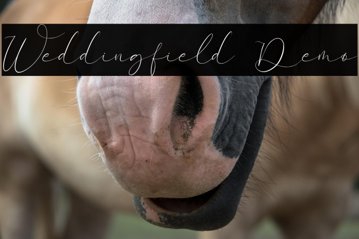 Weddingfield Demo Example 2