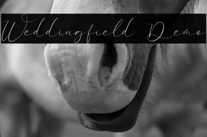 Weddingfield Demo Caratteri examples