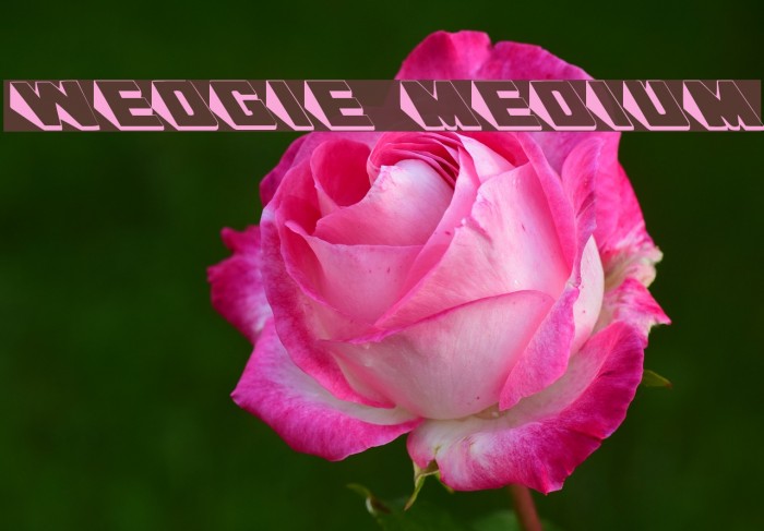 Wedgie Medium Font examples