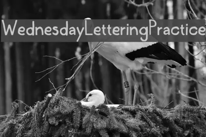 WednesdayLetteringPractice Font examples