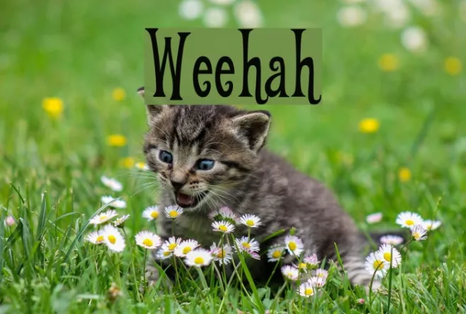 Weehah Example 3