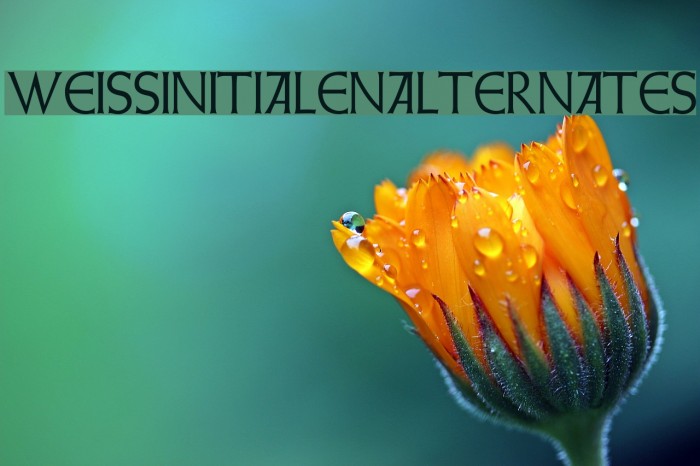 WeissInitialenAlternates Fonte examples