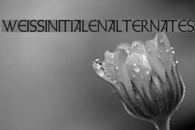 WeissInitialenAlternates Font examples