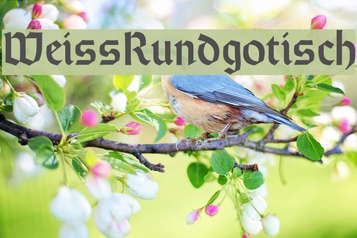 WeissRundgotisch フォント examples