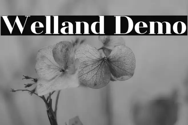Welland Demo Font examples