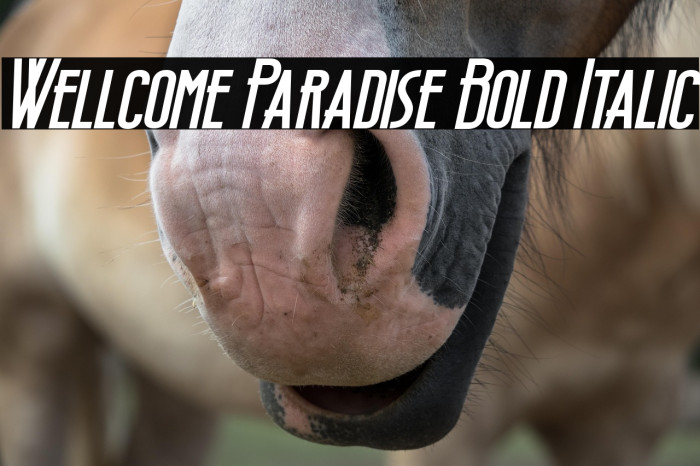 Wellcome Paradise Bold Italic Example 3