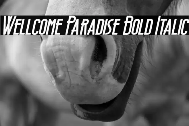 Wellcome Paradise Bold Italic Font examples