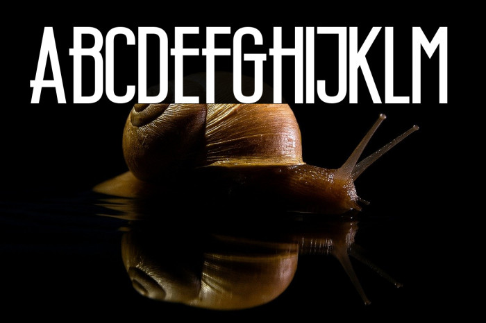 Wellcome Paradise Bold Example 2