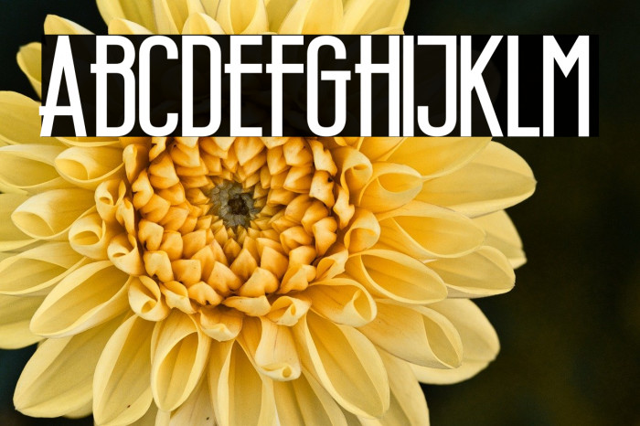 Wellcome Paradise Bold Example 2