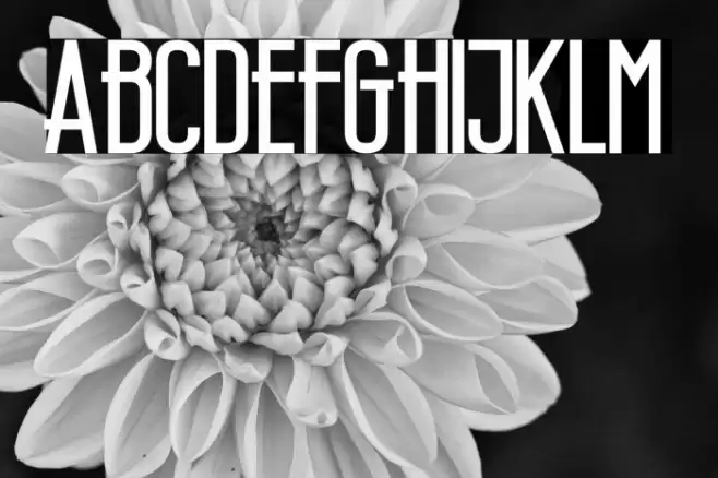 Wellcome Paradise Bold Font examples