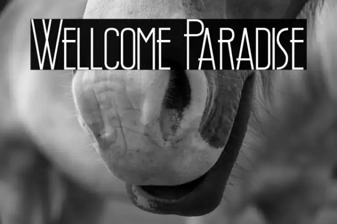 Wellcome Paradise Font examples