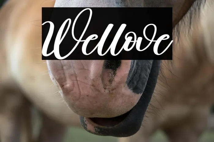 Wellove Example 3