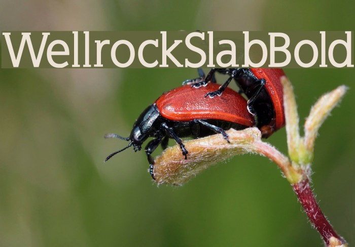 WellrockSlabBold Font examples
