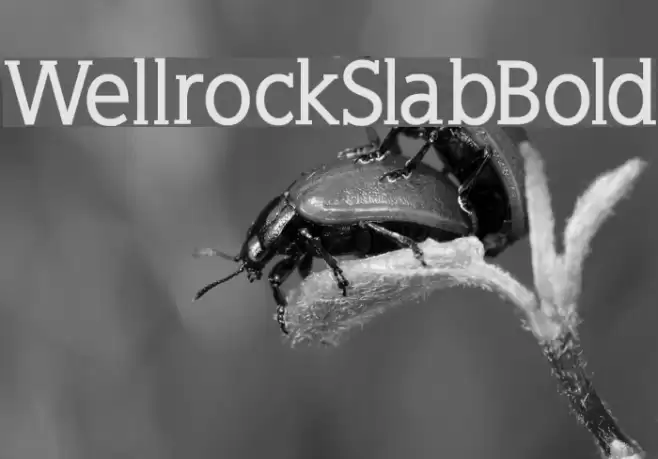 WellrockSlabBold フォント examples