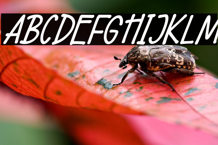 Wellside Italic Example 2