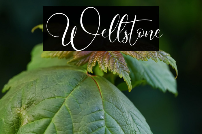 Wellstone Example 2