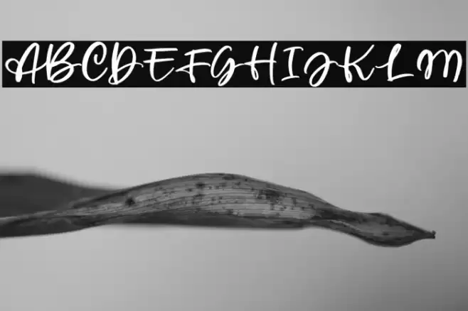 WellytoniaScriptDEMO Font examples