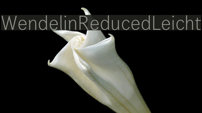 WendelinReduced-Leicht Example 1