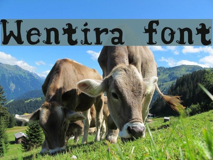 Wentira font Font examples