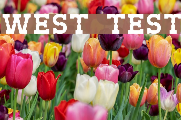 West Test Font examples