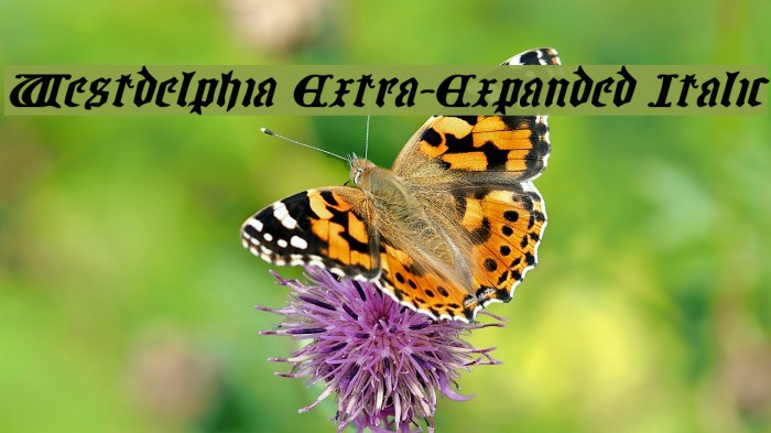Westdelphia Extra-Expanded Italic Font examples