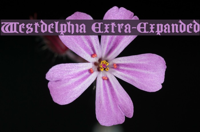 Westdelphia Extra-Expanded Font examples