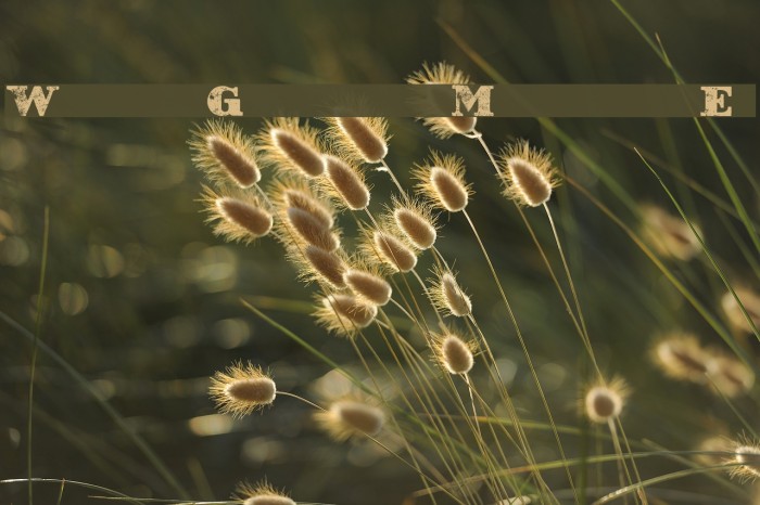Western Grungy by Marta van Eck Font examples