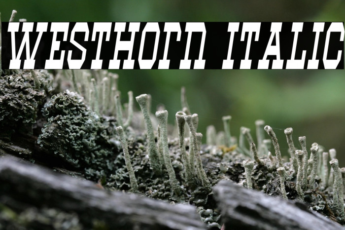 Westhorn Italic Example 1