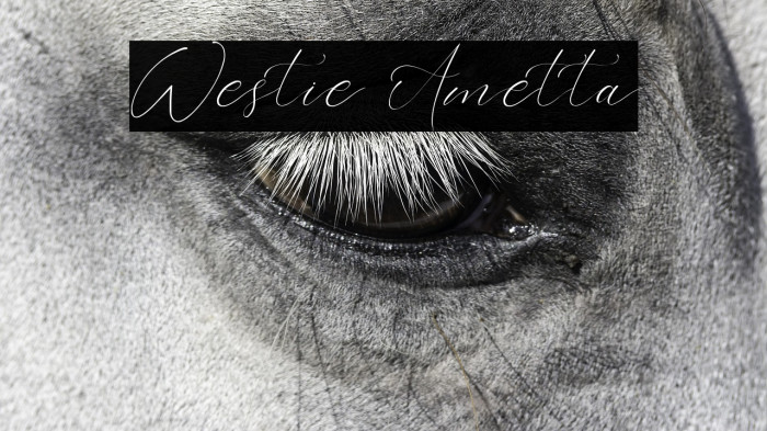 Westie Ametta Example 2