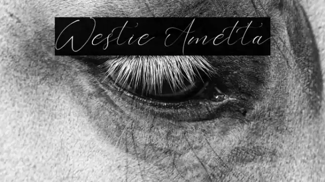 Westie Ametta Font examples