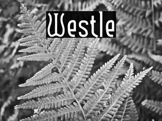 Westle Font examples