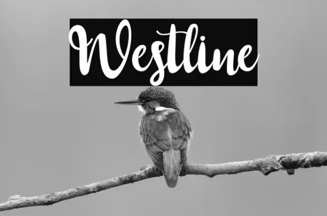 Westline Font examples