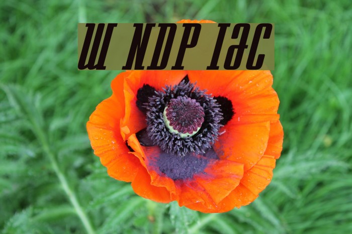 Westminster NDP Italic Font examples